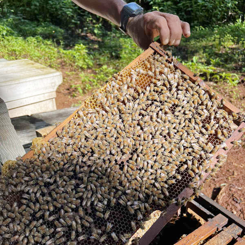 BeeKeepers